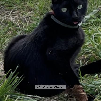 Photo 1/1 R&eacute;glisse Chat lost in Saint martin lars en sainte hermine