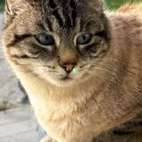 Picture of cat lost at Chevremont