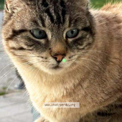 Photo 1/1 Guizmo Chat lost in Chevremont