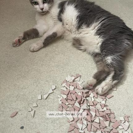 Photo 1/1 Chipie Chat lost in Villebrumier