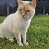 Picture of cat lost at Isle