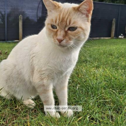 Photo 1/1 Thomas Chat lost in Isle