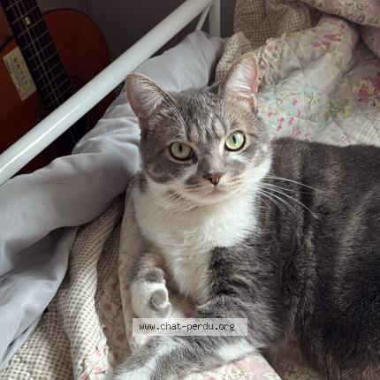 Photo 1/1 Uriel Chat lost in Laval