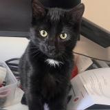 Picture of cat lost at Beaune