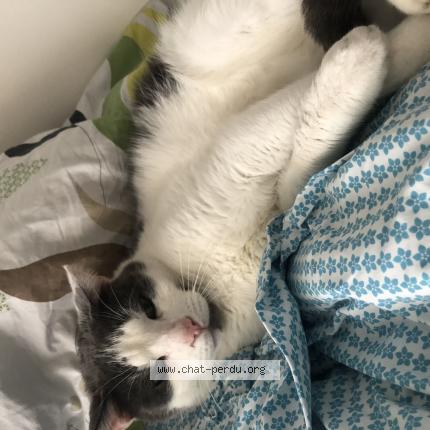 Photo 1/1 Arrow Chat lost in Rivery