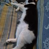 Picture of cat lost at Pierre Buffiere