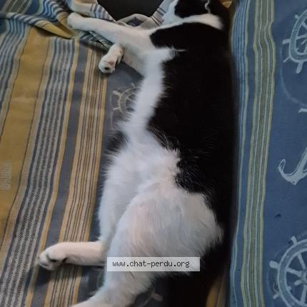 Photo 1/1 CID Chat lost in Pierre buffiere