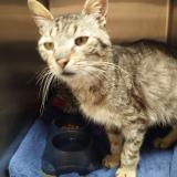 Picture of cat found at La Jarrie