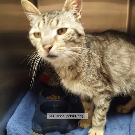 Photo 2/2 Found cat Found in La jarrie