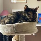 Picture of cat lost at Pont Salomon