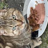 Picture of cat found at Henin Beaumont