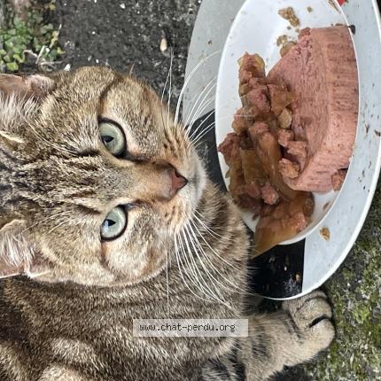 Photo 1/1 Found cat Found in Henin beaumont