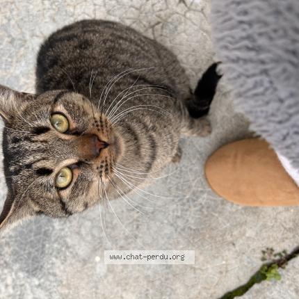 Photo 1/1 Found cat Found in Palaiseau