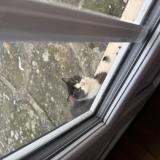 Picture of cat found at Sempigny