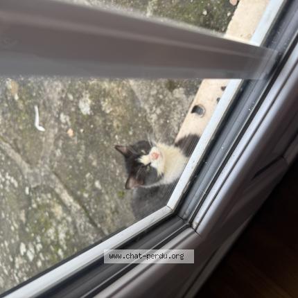 Photo 1/1 Found cat Found in Sempigny