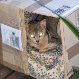 Picture of cat found at Pantin