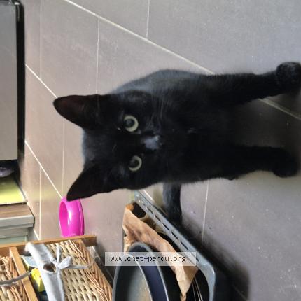 Foto 1/1 Kat teruggevonden Gevonden in Halle
