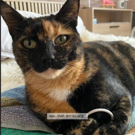 Photo 1/1 OPITI Chat lost in Guecelard