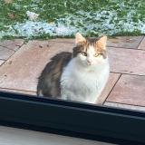 Picture of cat found at Ascq