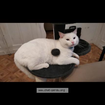 Foto van vermiste kat in Laeken