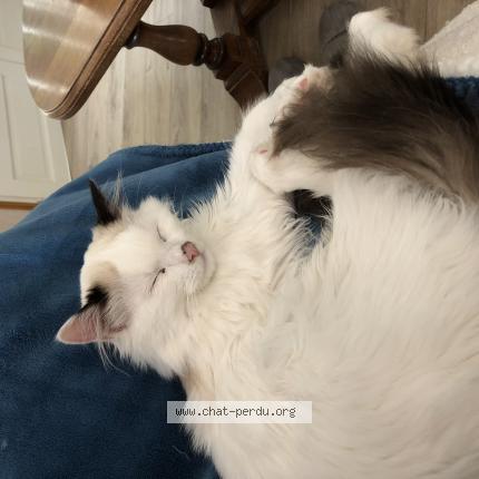 Photo 1/1 Violette Chat lost in Saint etienne de tulmont