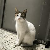 Picture of cat found at Marseille