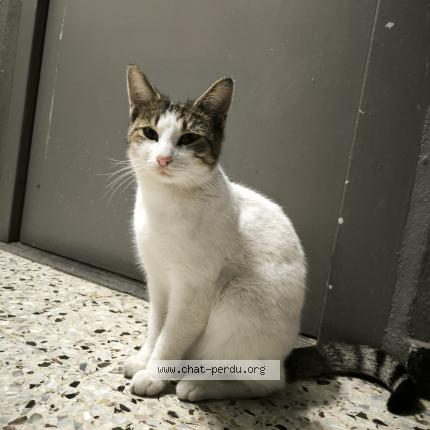 Photo 1/1 Found cat Found in Marseille