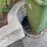 Picture of cat found at Sion