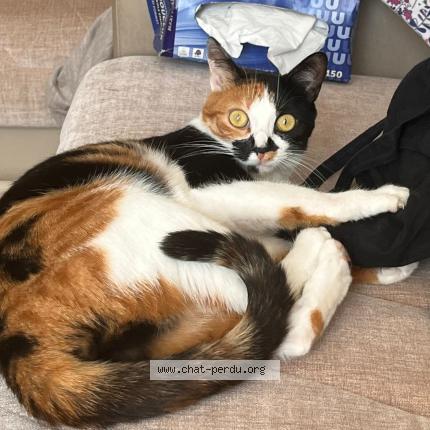 Photo 1/1 chipie Chat lost in Bezier