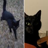 Picture of cat found at Nanteuil Les Meaux