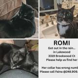 Picture of cat lost at Phoenix