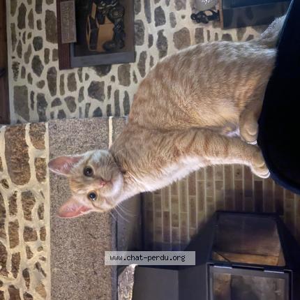 Photo 1/1 Ary Chat lost in Subligny