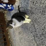 Picture of cat found at La Valette Du Var