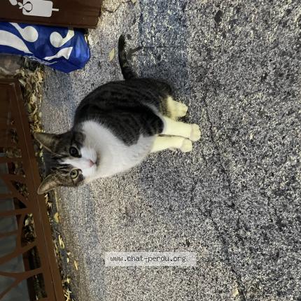 Photo 1/1 Cat reunited Found in La valette du var