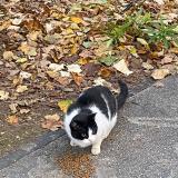 Picture of cat found at Montpellier