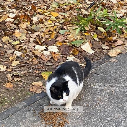 Photo 1/1 Found cat Found in Montpellier