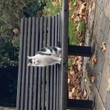 Picture of cat found at Courbevoie