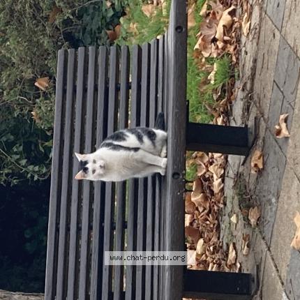 Photo 1/1 Found cat Found in Courbevoie