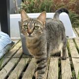 Picture of cat lost at Montpellier