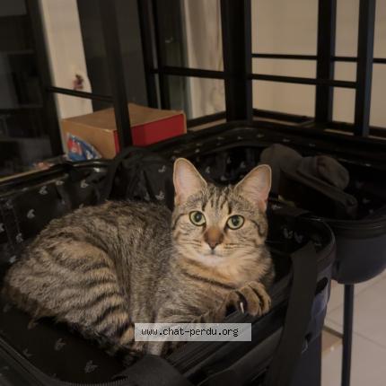 Photo 2/2 Marie Chat lost in Montpellier