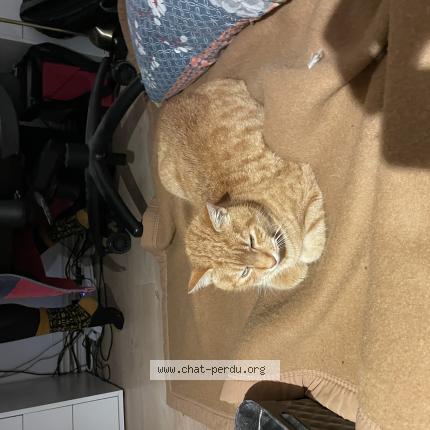 Photo 1/1 Philance Chat lost in Gerde