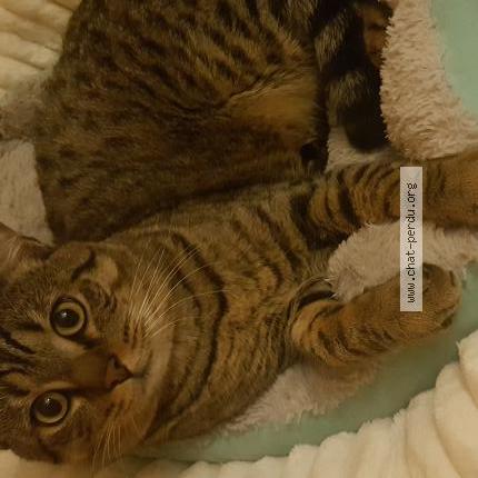 Photo 1/1 Sariaa Chat lost in Chambly