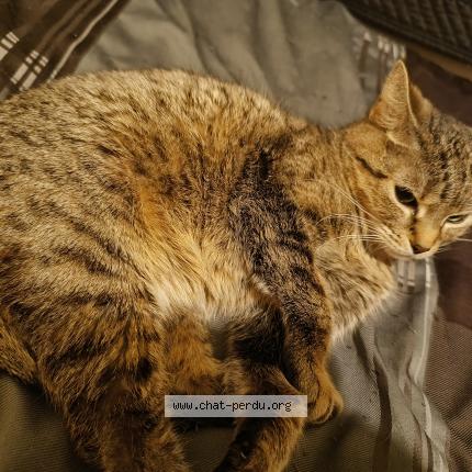 Photo 1/1 Mia Chat lost in Quebec