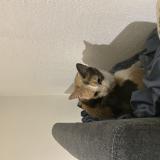 Picture of cat found at Marseille