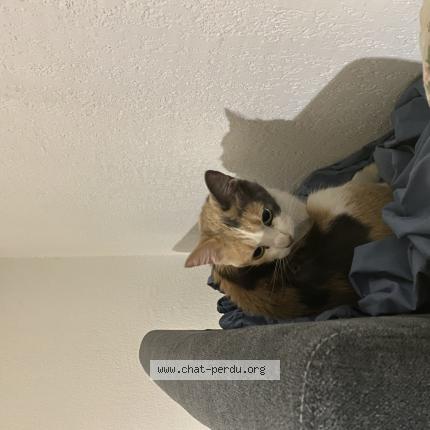 Photo 1/1 Found cat Found in Marseille