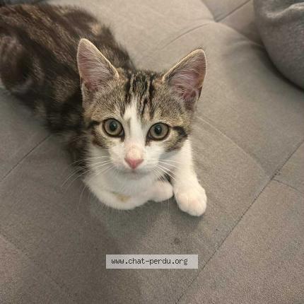 Photo 1/1 Bandit Chat lost in Janze