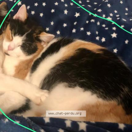 Photo 1/1 SHABBAT Chat lost in Ripemont