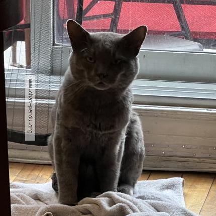 Photo 1/1 Coco Chat lost in Montreal