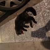 Picture of cat found at Paris