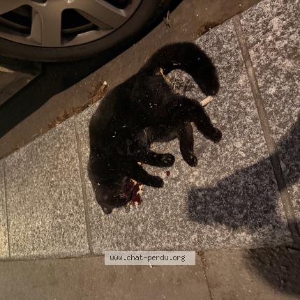 Photo 1/1 Found cat Found in Paris